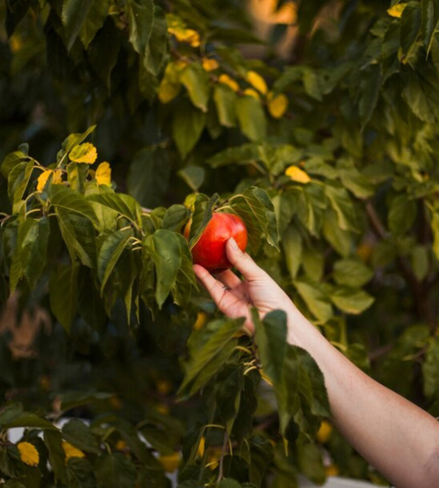 Hybrid Tomato Seeds