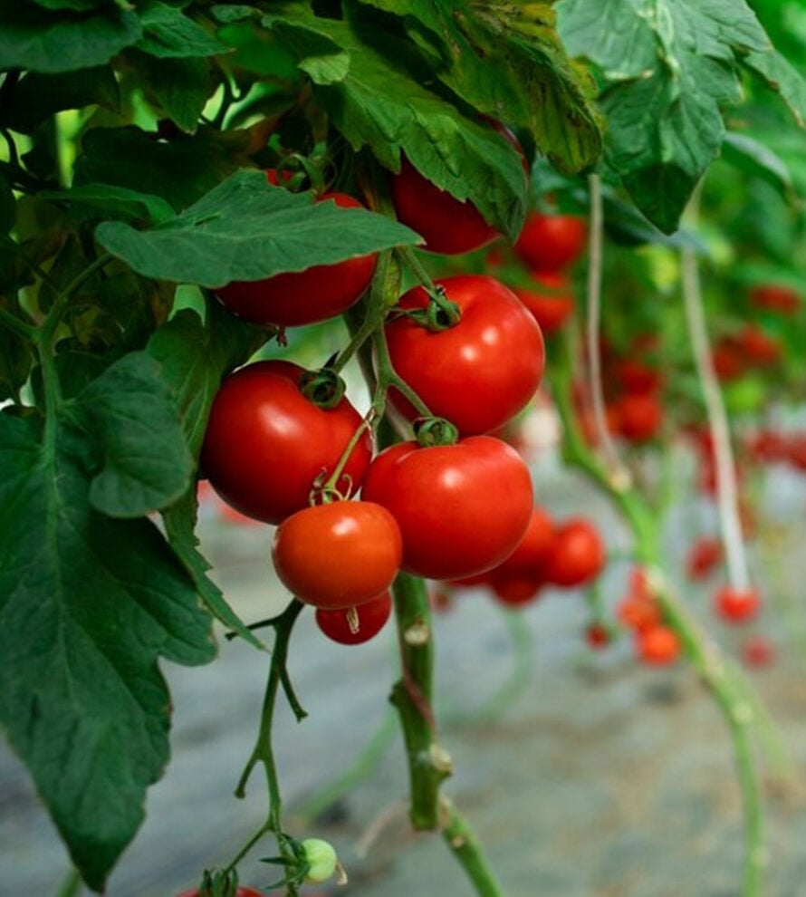 Organic NPK Fertilizer